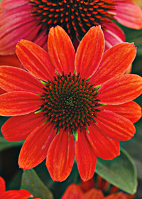 Echinacea Sombrero Hot Coral